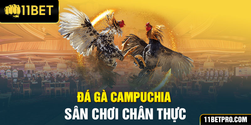 Đá gà campuchia sân chơi chân thực